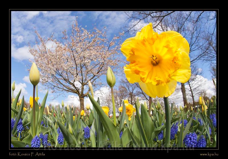 Keukenhof Hollandia 087.jpg